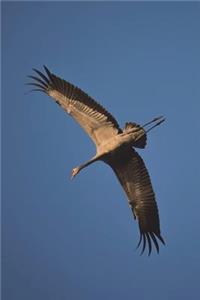 Common Crane in Flight Journal