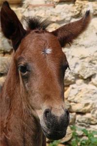 Portrait of a Sweet Bay Foal Horse Journal