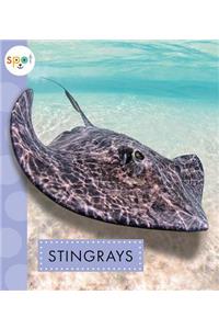 Stingrays