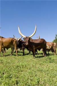 Ankole Cows in Uganda, Africa Journal