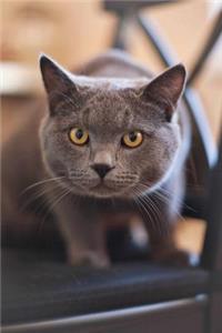 Notebook - Interested Cat