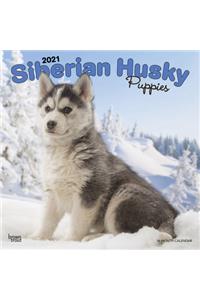 Siberian Husky Puppies 2021 Square