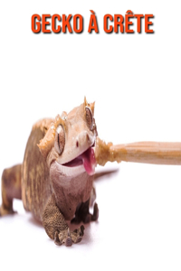 Gecko à Crête