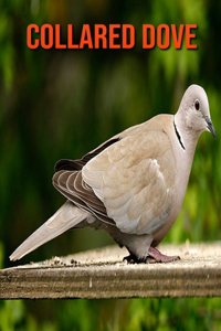 Collared Dove