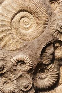 Fossils in the Rocks Journal