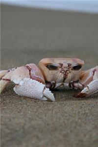 Crab on the Beach Marine Crustacean Journal