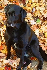2020 Daily Planner Black Labrador Retriever Dog Fall Leaves 388 Pages