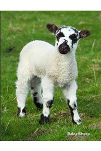 Baby Sheep: Cute Sheep Baby Animals Journal College Ruled Paper Notebook Unique Appreciation, Birthday, Christmas, Back to School Composition Notebook Gift for Students, Friends, Teachers or Artists