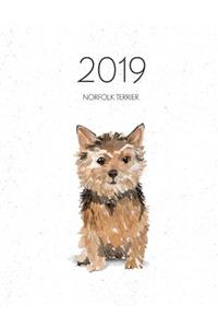 2019 Norfolk Terrier