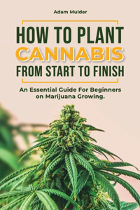 How To Plant Cannabis From Start To Finish