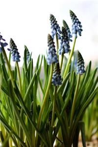 Muscari - Lined Notebook with Margins