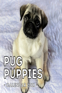 Pug Puppies Calendar 2021