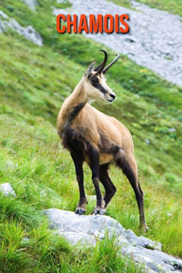 Chamois