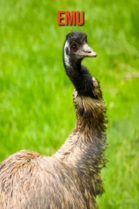 Emu