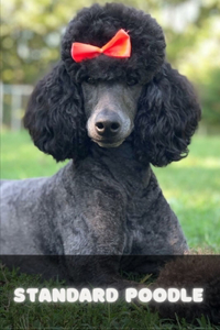 Standard Poodle