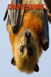 Chauve-Souris
