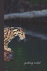fishing ocelot