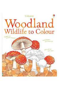 Woodland Wildlife to Colour