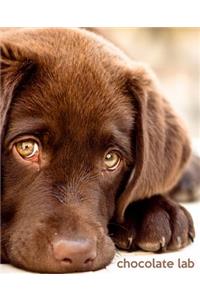 Chocolate Lab