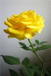 Mind Blowing Yellow Rose Journal