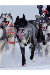 Sled Dog Racing
