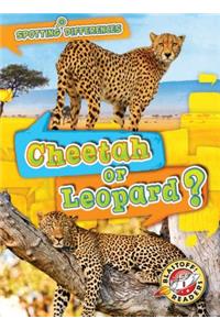 Cheetah or Leopard