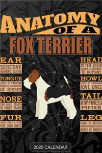 Anatomy Of A Fox Terrier