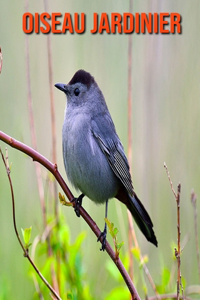 Oiseau Jardinier