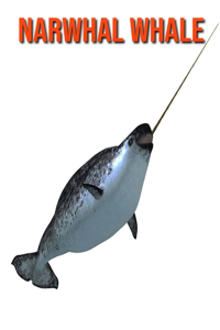 Narwhal Whale