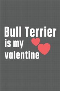 Bull Terrier is my valentine