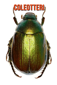 Coleotteri