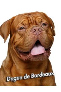 Dogue de Bordeaux