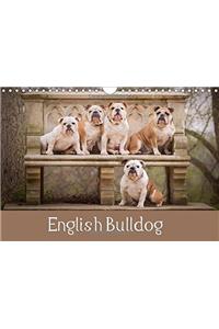 English Bulldog 2018