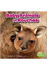 Baby Animals in Pouches