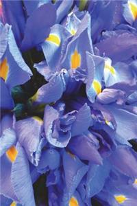 Tennessee State Flower - Iris Journal