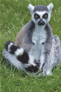 Lemur in the Grass Journal