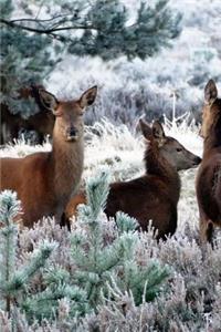 Deer in the Snow at Glen Coe Scotland Journal