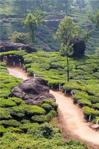 An Inviting Path Through a Tea Plantation in India Journal