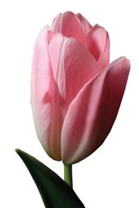 Floral Journal Pink Tulip Spring