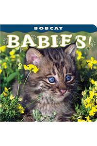 Bobcat Babies!