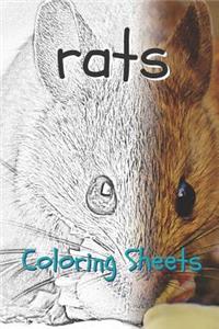 Rat Coloring Sheets