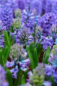 Beautiful Blooming Hyacinths Flowering In Spring