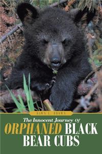 Innocent Journey of Orphaned Black Bear Cubs
