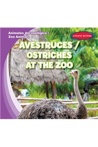 Avestruces / Ostriches at the Zoo