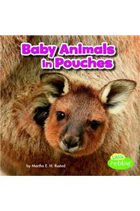 Baby Animals in Pouches