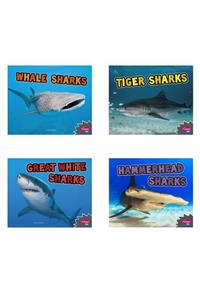 All about Sharks