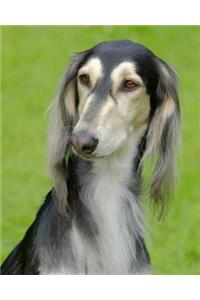 Saluki