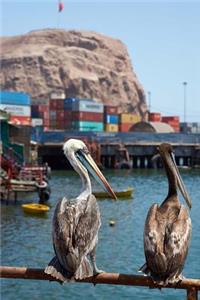 Two Peruvian Pelicans Pelecanus thagus in Arica Chile South America Journal