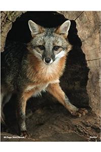 80 Page Fox Sketchbook