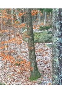 School Composition Book Late Fall Woods Bare Tree Branches 130 Pages
